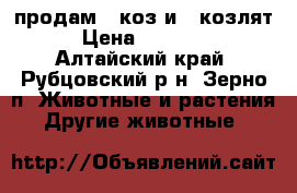 продам 8 коз и 6 козлят › Цена ­ 25 000 - Алтайский край, Рубцовский р-н, Зерно п. Животные и растения » Другие животные   